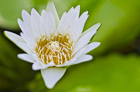 lotus is white の写真素材