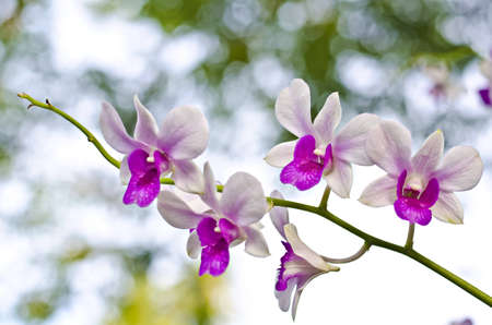 nature that beautiful の写真素材