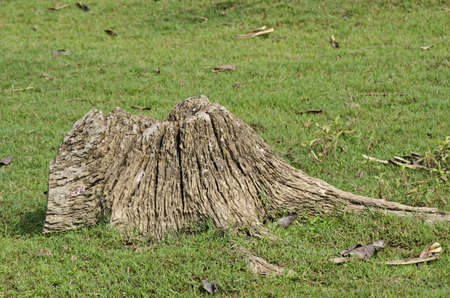 Tree stump is cut in the parkの写真素材