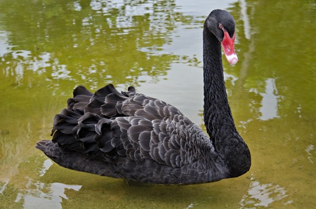black swan at Tamar island の写真素材