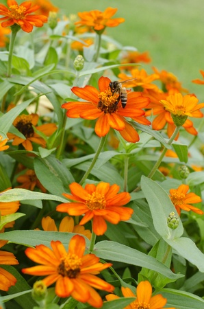 orange flower with beeの写真素材