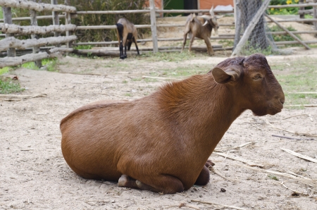 Little goatling on a farm.の写真素材