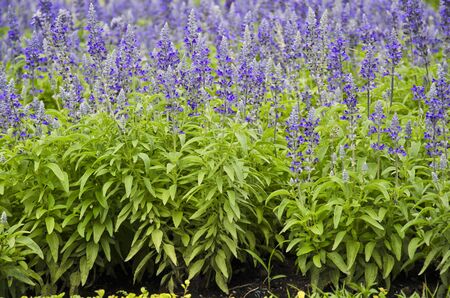 Salvia farinaceaの写真素材