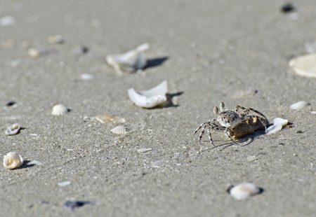 Crab on the tropical beachの写真素材