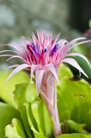 Blooming Pink Bromeliad in Hawaii Islandsの写真素材