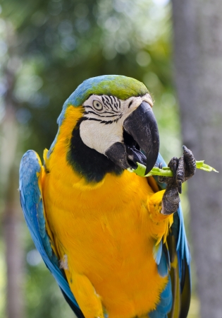 The potrait of Blue & Gold Macawの写真素材