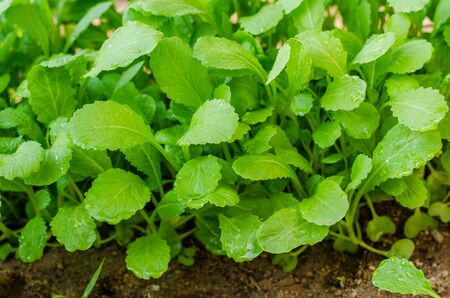 organic cultivating