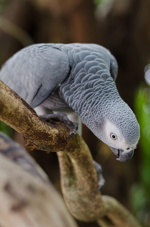 African Grey Parrotの写真素材