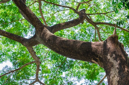 under the tree shade の写真素材