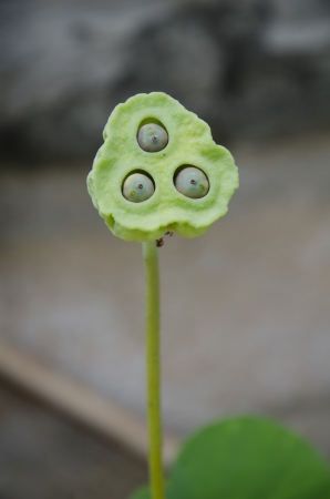 Lotus seeds greenの写真素材