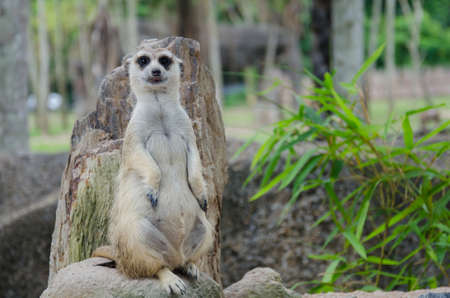 A meerkat, member of the mongoose family standing on a tree trunkの写真素材