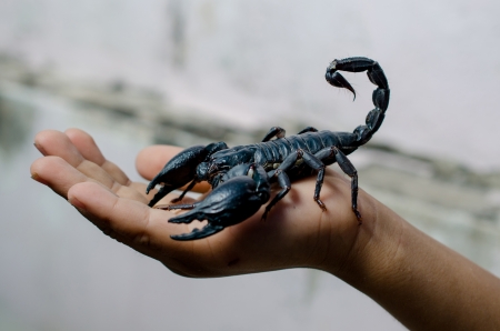 Scorpion in the hand の写真素材