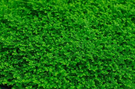 real green grass background の写真素材