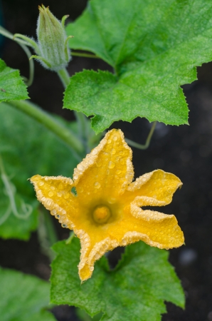 pumpkin plant with flowerの写真素材