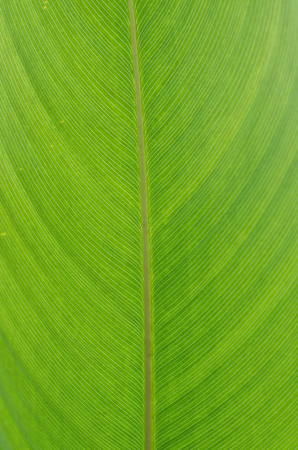 Extreme close-up of fresh green leaf as background.