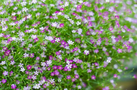Close up of Babyâs Breath Flower Backgroundの写真素材