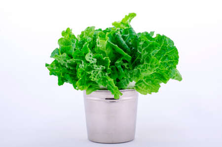 Lettuce in the white tank separately.の写真素材