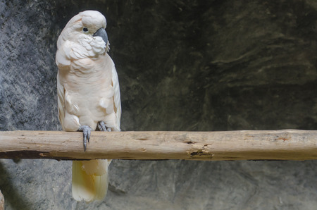Beautiful pale pink Cockatoo, Moluccan or Seram Cockatoo の写真素材
