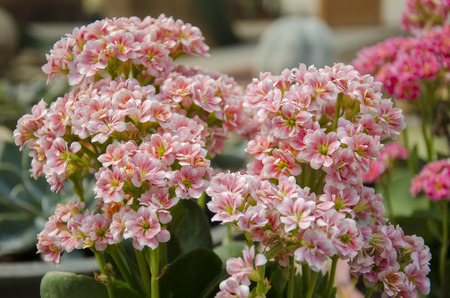 Kalanchoe and heather in pink