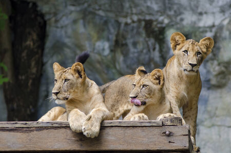The lion in the zoo.の写真素材