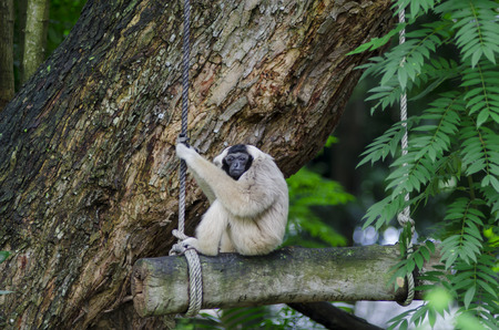 Pileated gibbon sitting on the grass fieldの写真素材