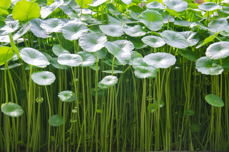 Water Pennywort or Centella asiatica leafの写真素材