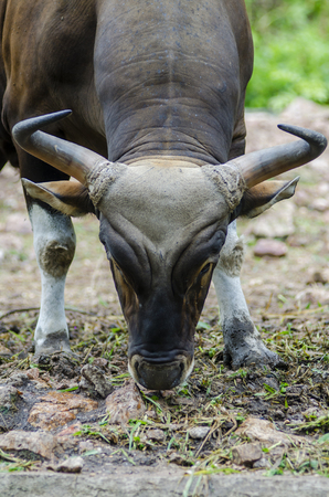 Red bull ,Banteng in the forestの写真素材