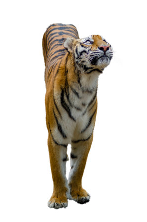 Adult tiger. Isolated over white background with shadeの写真素材