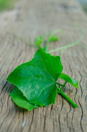 The Ivy Gourd (Coccinia grandis),wood backgroundの写真素材