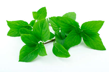 fresh greek basil isolated on white backgroundの写真素材