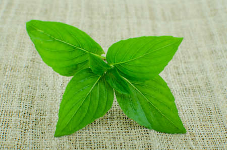 closeup of green thai basilの写真素材