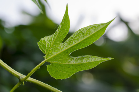 Macro shot of a wet plant after rainの写真素材
