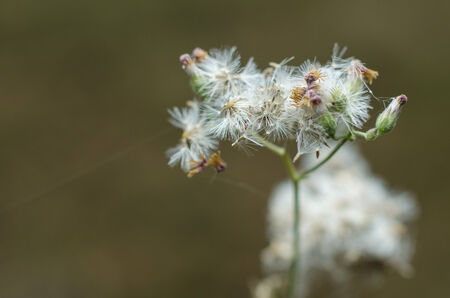 Close-up of wet dandelion seed with drops