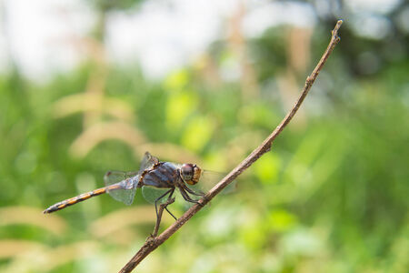 Blue dragonfly on swamp grass.の写真素材