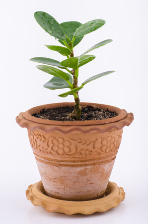 Young plant in small flowerpotの写真素材
