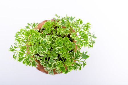 Young plant on the white backgroundsの写真素材