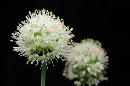 organic herb flower garlic flowering head and buds isolated on blackの写真素材