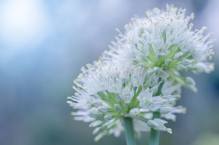 Dill flower against blue green background. Selective focus, main focus on front left blossomの写真素材