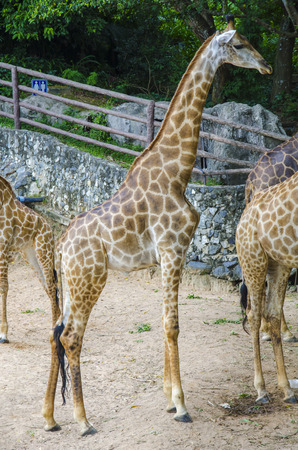 giraffes in wild animal parkの写真素材