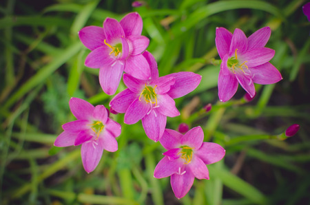 Zephyranthes Lily, Rain Lily, Fairy Lily, Little Witchesの写真素材