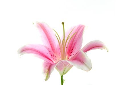 Pink lily flower isolated in white background の写真素材
