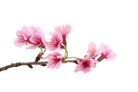 Cherry blossom , pink sakura flower の写真素材
