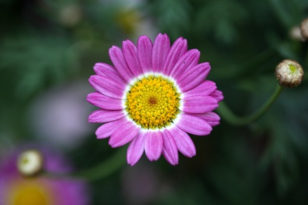 Spring pink flowerの写真素材