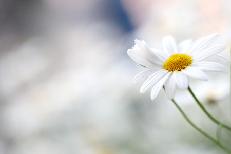 white flower in nature の写真素材
