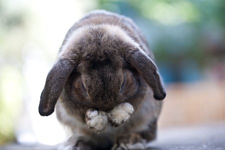 Cute lovely valentine Adorable brown baby holland lop rabbit bunny stand in nature background の写真素材