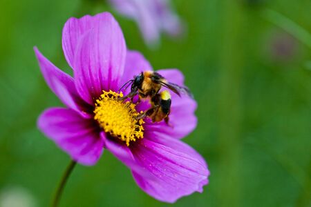 Cosmos Daisy pink flower in Close-up from top with green background の写真素材
