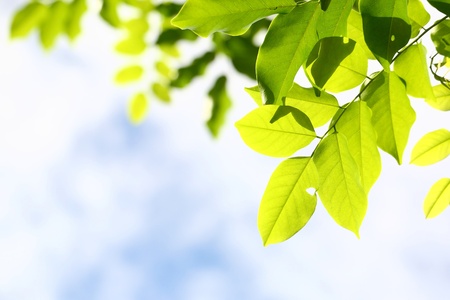 green leave with blue skyの写真素材