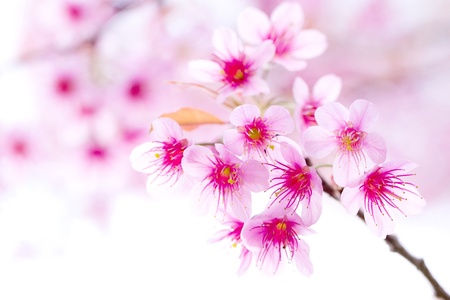pink flower , sakuraの写真素材