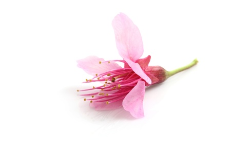 Cherry blossom , pink sakura flower isolated in white backgroundの写真素材