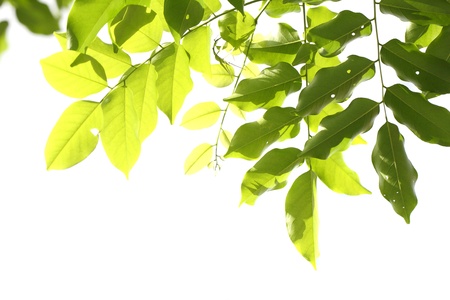 green leaf isolated in white backgroundの写真素材